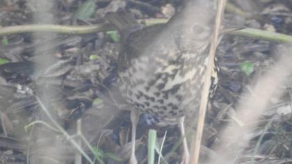 Song Thrush