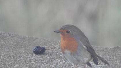 European Robin