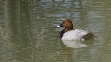 Common Pochard