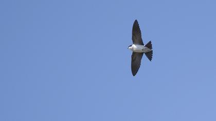 Common House Martin