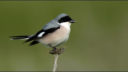 Lesser Grey Shrike