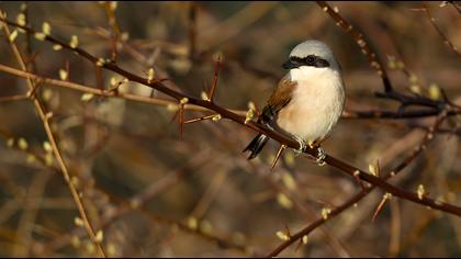 Red-backed Shrike