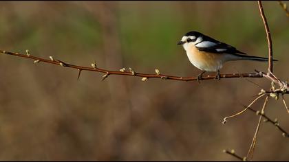 Masked Shrike