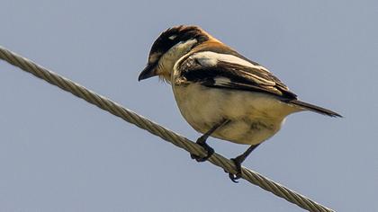 Woodchat Shrike