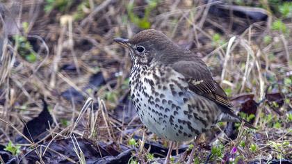 Song Thrush