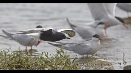 Black Tern