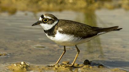 Little Ringed Plover
