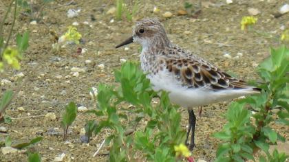 Little Stint