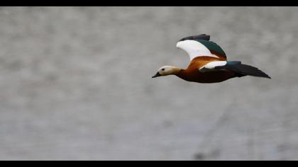 Ruddy Shelduck