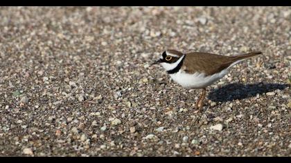 Little Ringed Plover