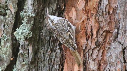 Short-toed Treecreeper
