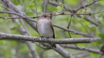Spotted Flycatcher