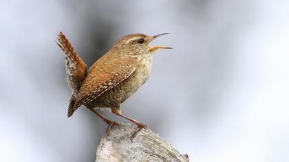 Eurasian Wren