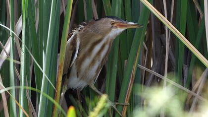 Little Bittern