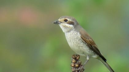 Red-backed Shrike
