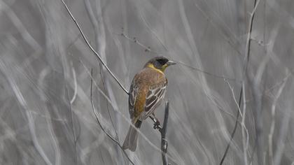 Black-headed Bunting