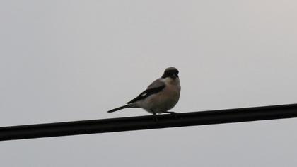 Lesser Grey Shrike