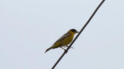 Black-headed Bunting