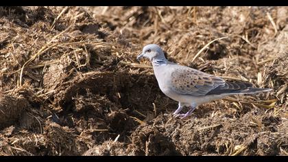 European Turtle Dove