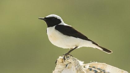 Black-eared Wheatear