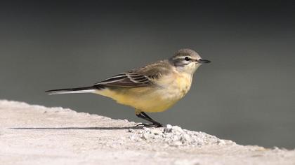 Western Yellow Wagtail