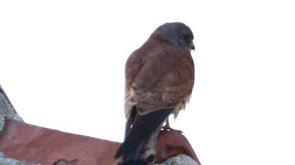 Lesser Kestrel