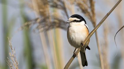 Masked Shrike