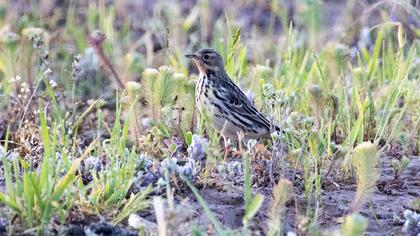 Red-throated Pipit
