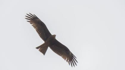 Black Kite