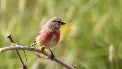 Common Linnet