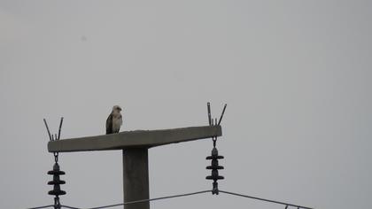 Short-toed Snake Eagle