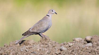 Eurasian Collared Dove
