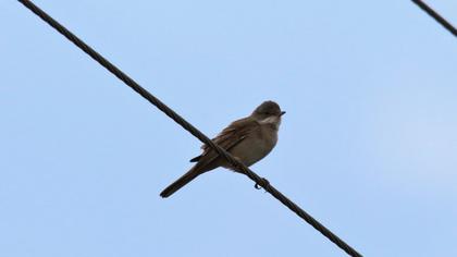 Common Whitethroat