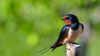Barn Swallow