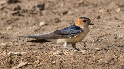 Red-rumped Swallow