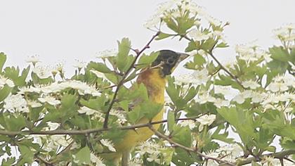 Black-headed Bunting