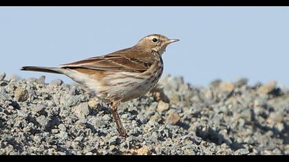 Water Pipit