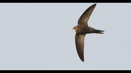 Common Swift