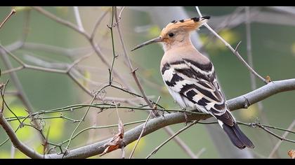 Eurasian Hoopoe