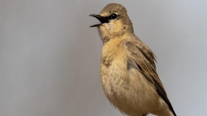 Isabelline Wheatear