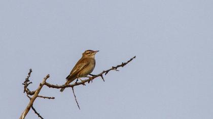 Rufous-tailed Scrub Robin