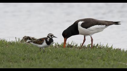 Eurasian Oystercatcher