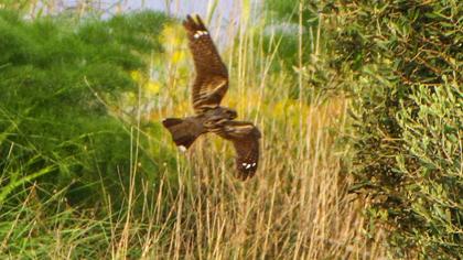 European Nightjar