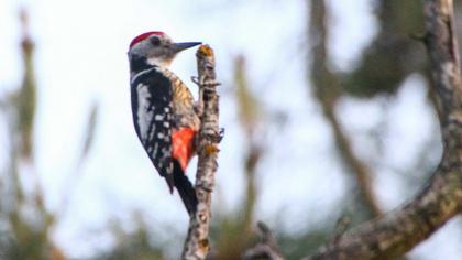 Middle Spotted Woodpecker
