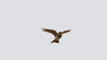 Eurasian Skylark