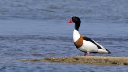 Common Shelduck