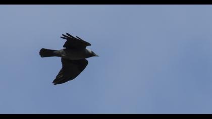 Western Jackdaw