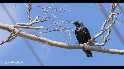 Common Starling