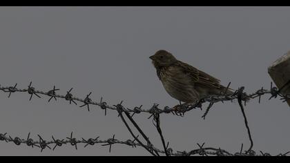 Corn Bunting