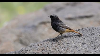 Black Redstart